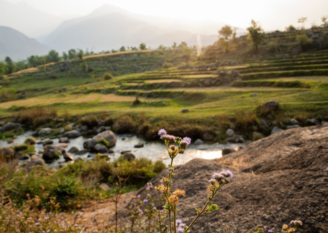 Palampur